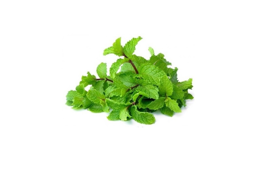 Pudina Mint 1pc